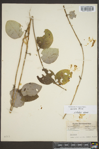 Lonicera dioica image