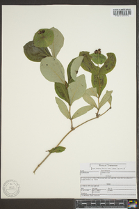 Lonicera dioica image