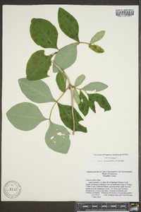 Lonicera dioica image