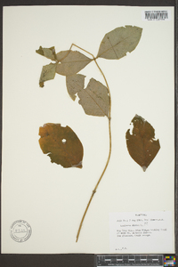 Lonicera dioica image