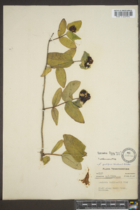 Lonicera flava image