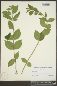 Lonicera maackii image