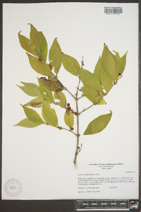 Lonicera maackii image