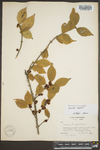 Lonicera maackii image