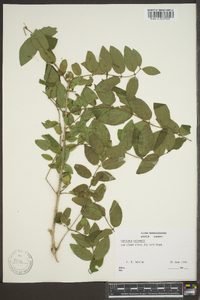 Lonicera morrowii image