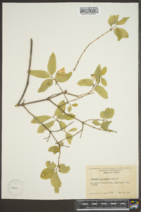 Lonicera canadensis image