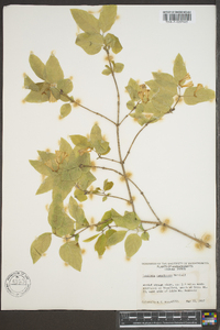 Lonicera canadensis image