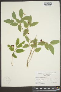 Lonicera canadensis image