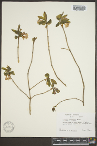 Lonicera canadensis image