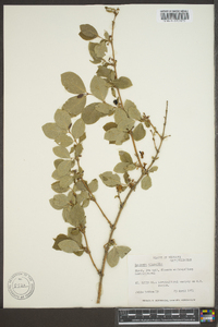 Lonicera canadensis image