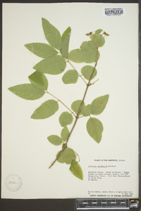 Lonicera canadensis image