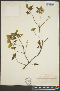 Lonicera canadensis image