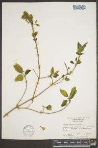 Lonicera canadensis image