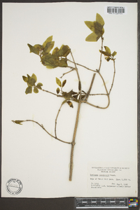 Lonicera canadensis image