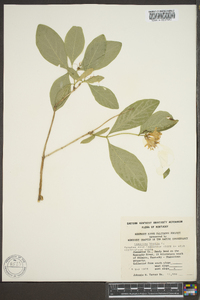 Lonicera dioica image