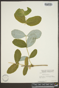 Lonicera dioica image