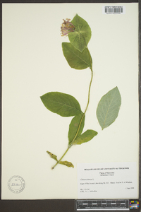 Lonicera dioica image