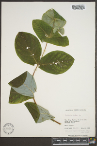 Lonicera dioica image