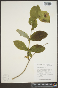 Lonicera dioica image