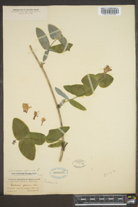 Lonicera dioica image