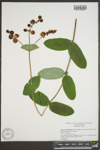 Lonicera dioica image