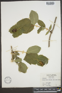 Lonicera flava image