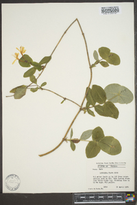 Lonicera flava image