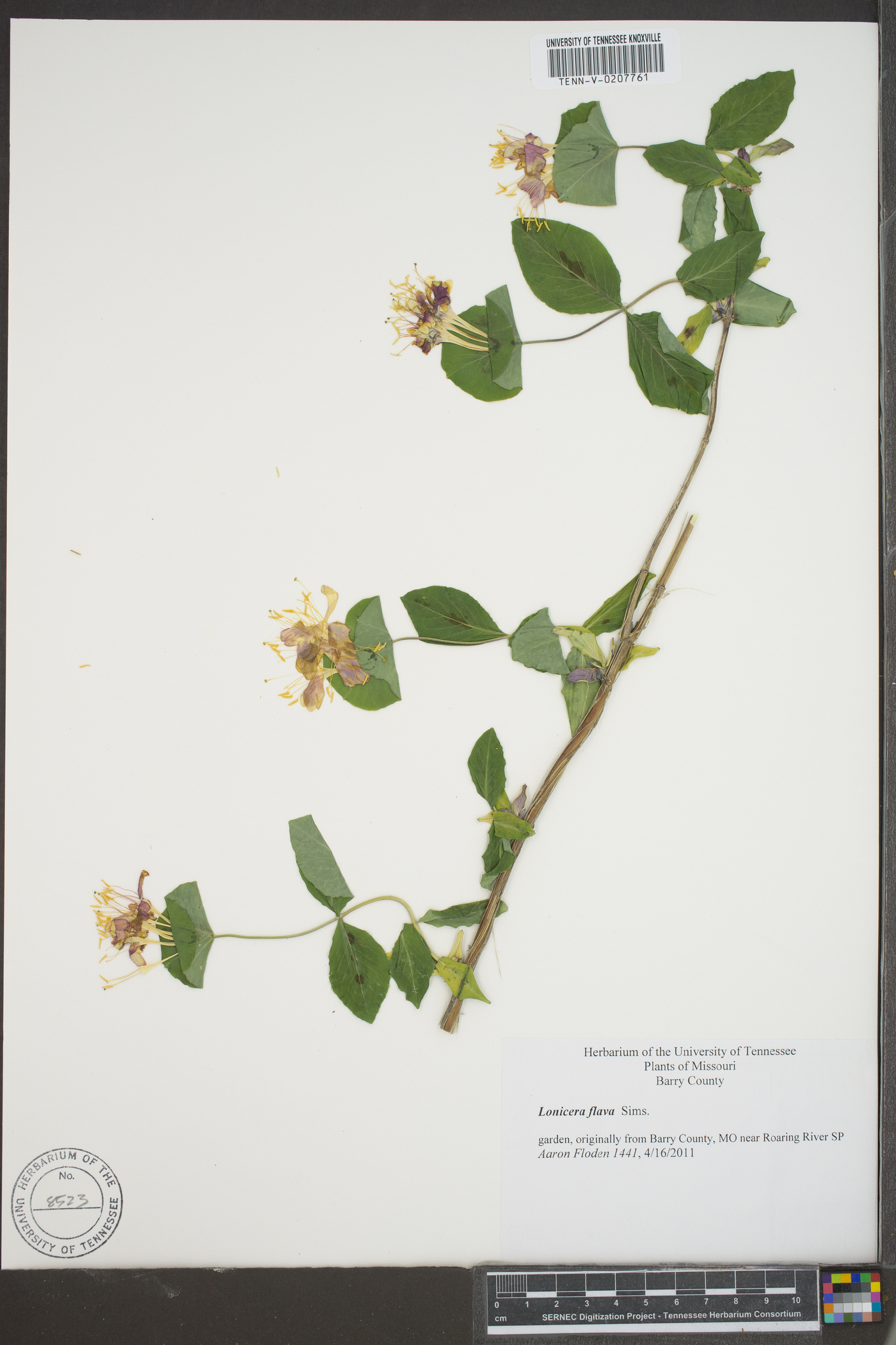 Lonicera flava image