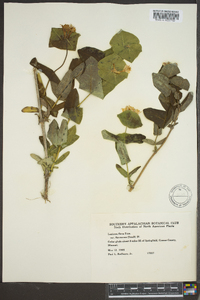 Lonicera flava image