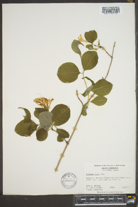 Lonicera flava image