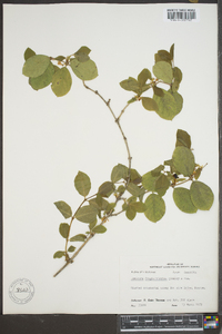 Lonicera fragrantissima image