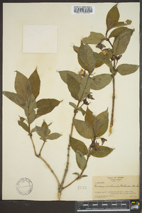 Lonicera involucrata image