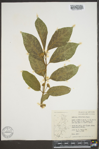 Lonicera involucrata image