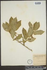 Lonicera involucrata image