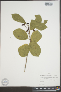 Lonicera involucrata image