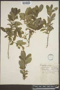 Lonicera oblongifolia image