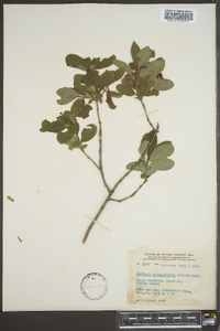 Lonicera oblongifolia image