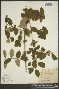 Lonicera tatarica image