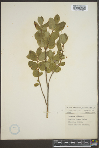 Lonicera utahensis image