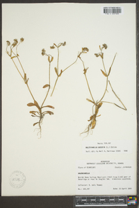 Valerianella locusta image