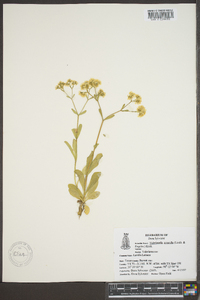 Valerianella amarella image