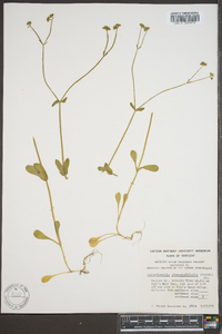 Valerianella chenopodiifolia image