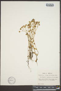 Valerianella longiflora image