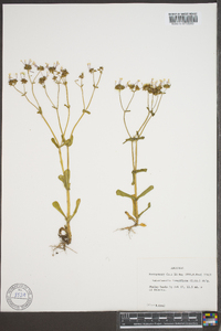 Valerianella longiflora image