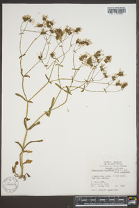 Valerianella longiflora image