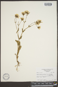 Valerianella longiflora image