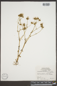 Valerianella longiflora image