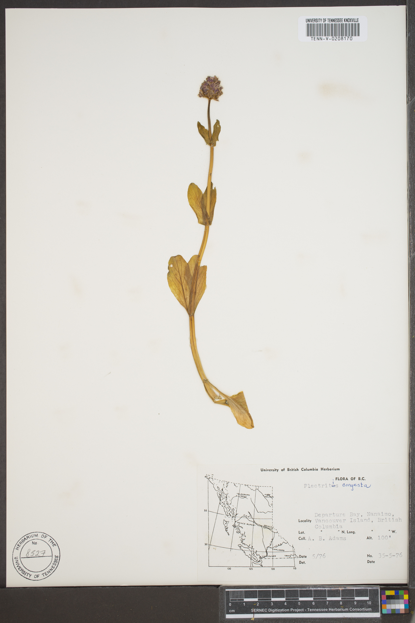 Plectritis congesta image