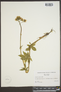 Valeriana acutiloba image