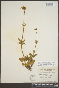 Valeriana acutiloba image